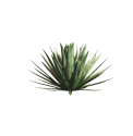 sh_Agave piteira